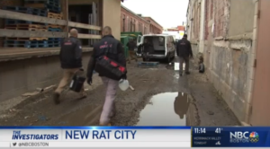 Ultra Safe Rodent Specialists Featured On New Rat City NBC Boston News