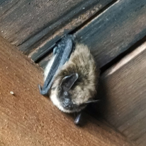 bat removal massachusetts