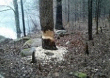 beaver-management1