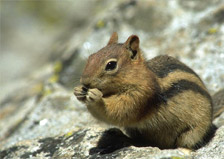 chipmunk_control1