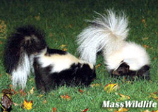 skunk_control1