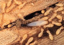Eastern Subterranean Termites  