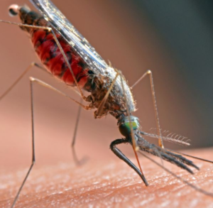 Massachusetts Mosquito Alert