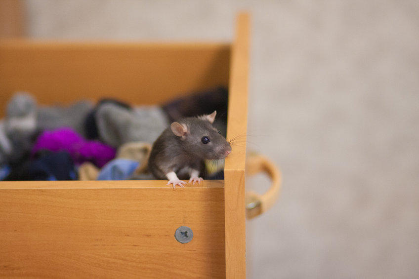 How to Keep Mice Away For Good