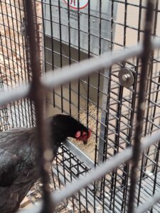 Rodent Resistent Chicken Feeders Help Prevent Rats