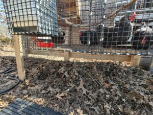 Rats and backyard chickens