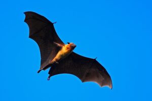 Silhouette of a bat flying against a clear sky, showcasing its wings spread wide as it navigates through the air.