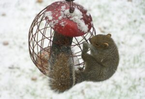 A gray squirrel clings to a red and wire bird feeder, attempting to access seeds inside. The feeder has a dusting of snow on its top, and the background shows a snowy, blurred landscape.