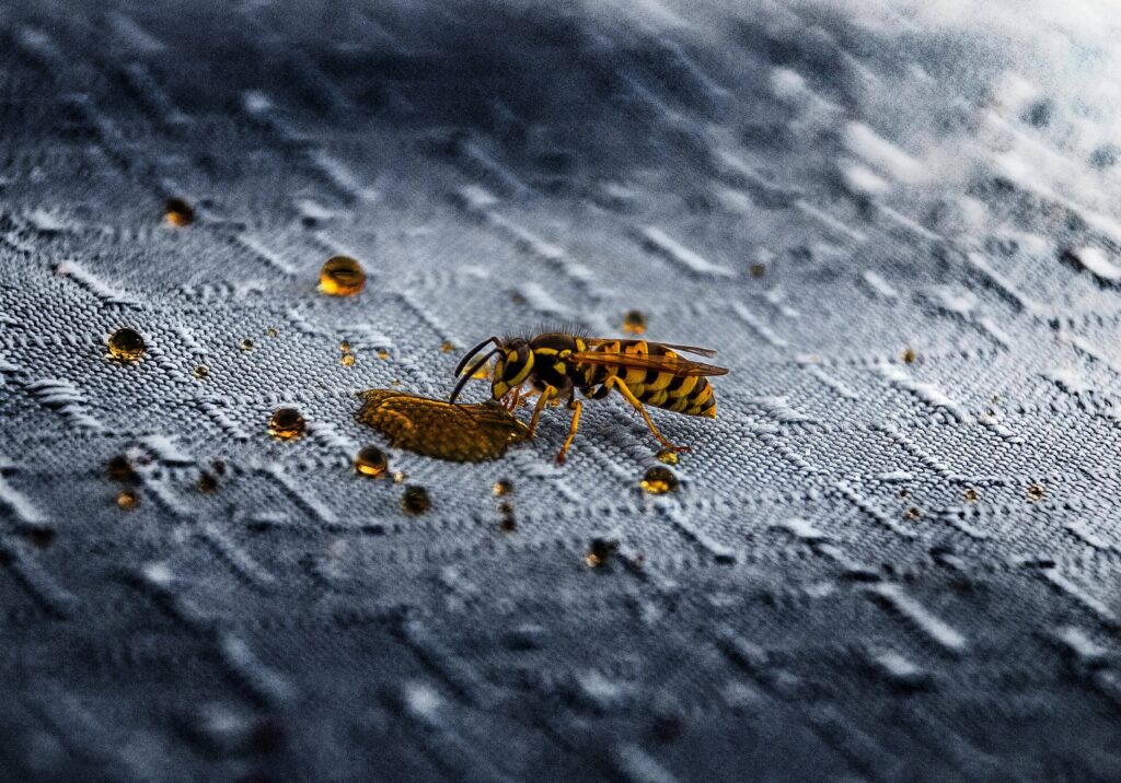 A wasp feeding on a drop of honey surrounded by scattered droplets on a textured dark fabric surface, highlighting intricate details of the insect and liquid. these insects would need a pest control treatment to get rid of.