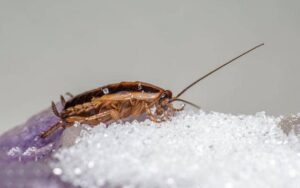 A close-up of a cockroach crawling on a surface covered in granulated white sugar. The insect's brown body, long antennae, and detailed exoskeleton are clearly visible, highlighting a common household pest in search of food.