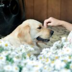Are pets safe from mosquitoes and ticks?
