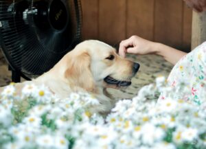 Are pets safe from mosquitoes and ticks?