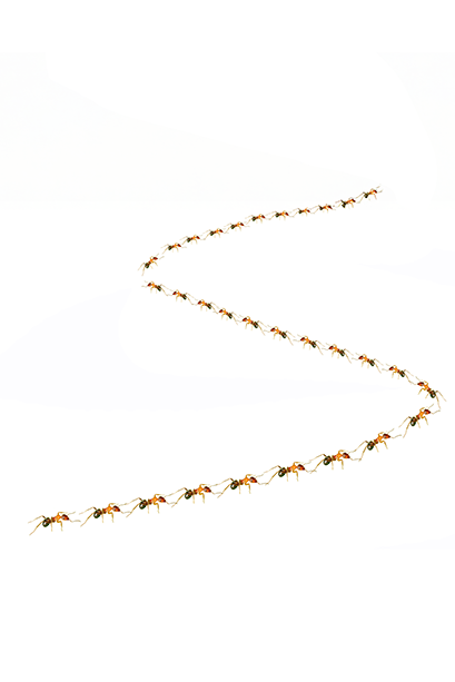 a line of ants in a line